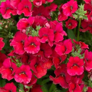 Koyu kırmızı nemezya çiçeği fidesi nemesia lyric dark red