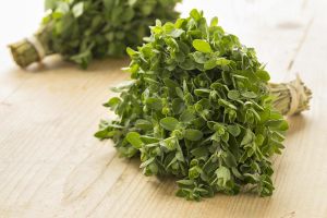 Mercanköşk tohumu kekik otu origanum majorana sweet marjoram