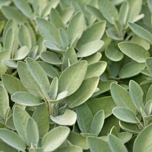 Geniş yapraklı adaçayı tohumu salvia seeds