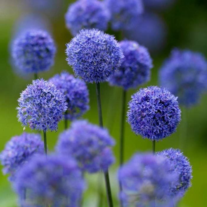 Allium azureum caeruleum soğanı 10 adet ithal