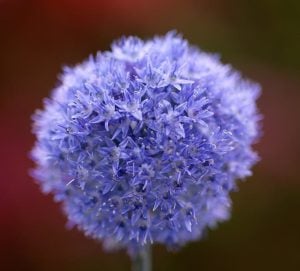 Allium azureum caeruleum soğanı 10 adet ithal