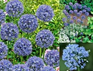 Allium azureum caeruleum soğanı 10 adet ithal