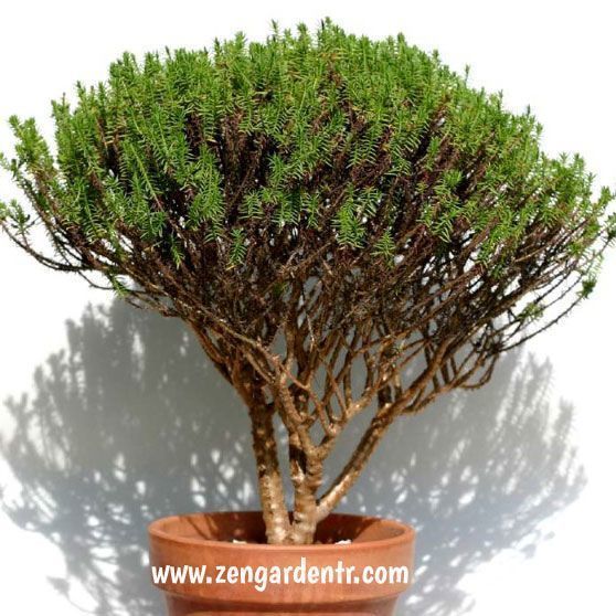 Crassula tetragona sukulent bonsai mini ağaç