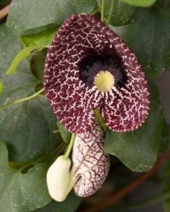 Aristolochia elegans tohumu pipo sarmaşığı pelikan çiçekli sarıcı