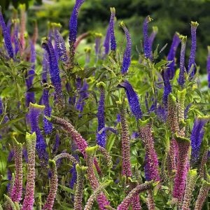 Christa veronica spicata fidesi yavşan otu çiçeği