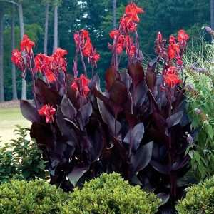 Tropicanna black canna tesbih çiçeği saksıda yetişmiş