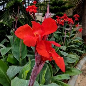Dev kırmızı tropik canna tesbih çiçeği saksıda yetişmiş