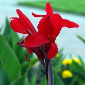 Firebird canna tesbih çiçeği saksıda