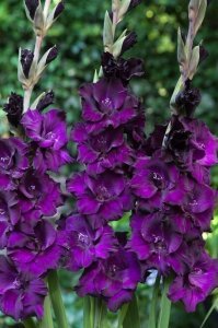 Purple flora glayöl çiçek soğanı ithal iri çiçekli