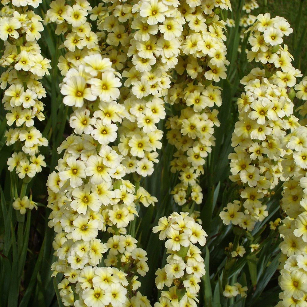 Sarı çiçekli sisyrinchium striatum fidesi saksıda