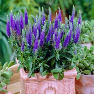 Royal candles veronica spicata fidesi yavşan otu çiçeği