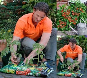 Compo domates ve sebze toprağı 20 litre Yarasa gübresi katkılı