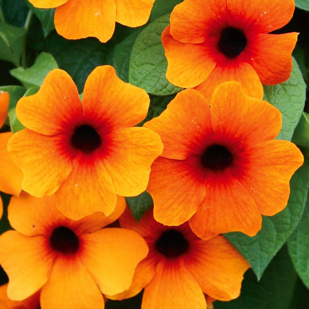 Karagözlü suzan sarmaşığı fidesi thunbergia alata red-orange