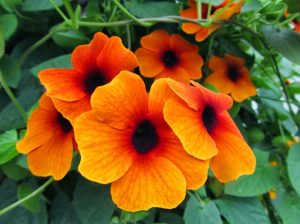 Karagözlü suzan sarmaşığı fidesi thunbergia alata red-orange