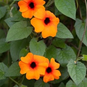 Karagözlü suzan sarmaşığı fidesi thunbergia alata red-orange