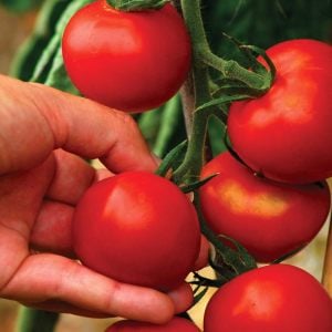 Ailsa Craig domates tohumu sırık tip orta boy