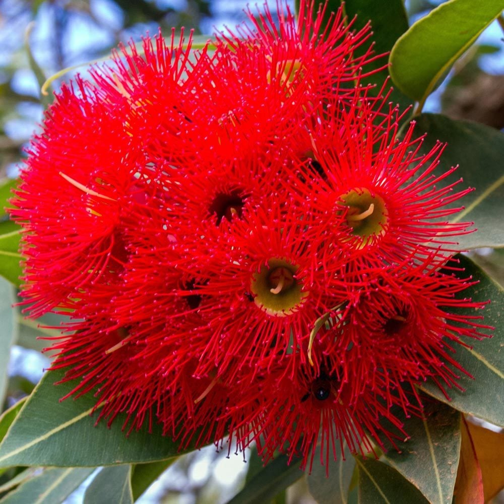 Kırmızı çiçekli okaliptüs fidanı corymbia ficifolia