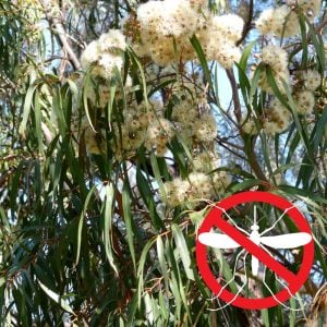 Limon kokulu okaliptüs fidanı corymbia citriodora