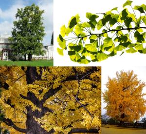 Ginkgo biloba fidanı anaç Edward Whittall bahçeleri