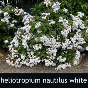 Beyaz vanilya çiçeği fidesi heliotropium nautilus white vanilya kokulu