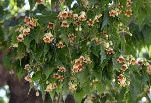 Şişe ağacı japon kavağı fidanı brachychiton populneus