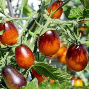 Indigo pear drops domates tohumu