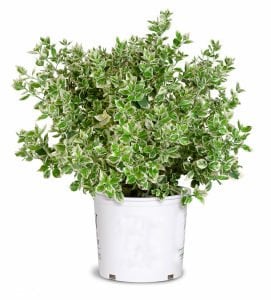 Yer örtücü taflan fidanı euonymus fortunei emerald gaiety