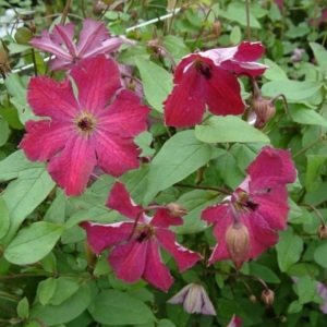 Carmencita clematis fidanı orman asması viticella