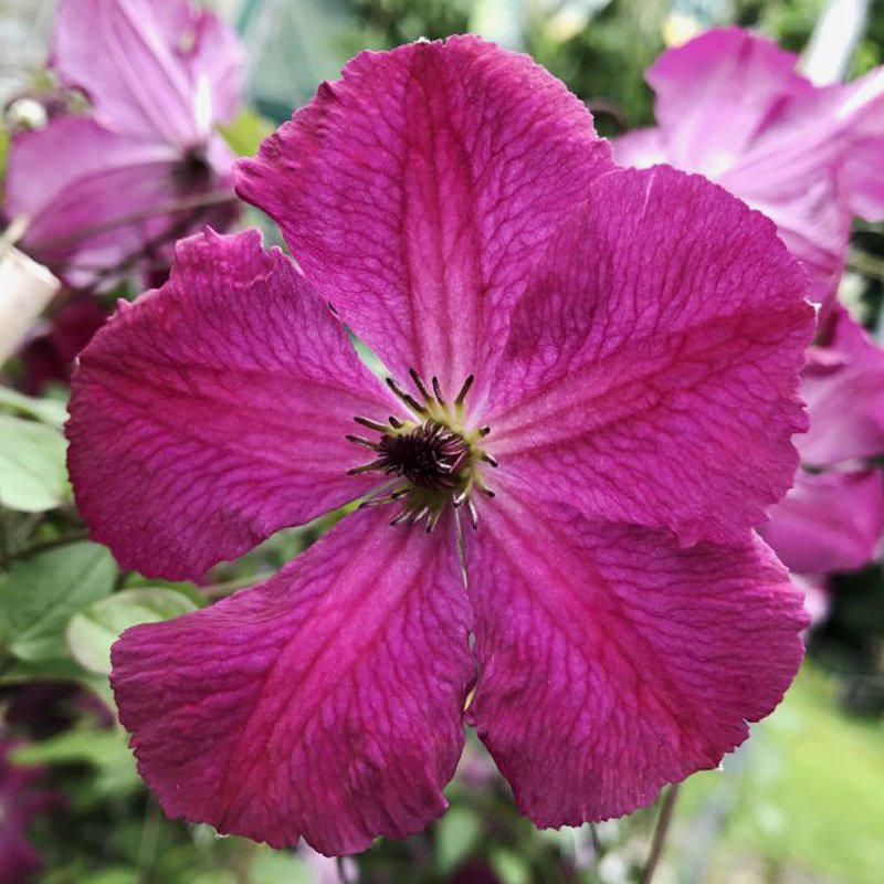 Carmencita clematis fidanı orman asması viticella