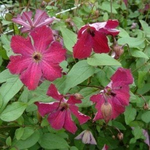 Carmencita clematis fidanı orman asması viticella