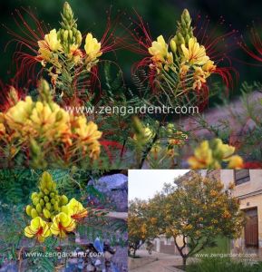 Caesalpinia sarı cennet kuşu çiçeği fidanı