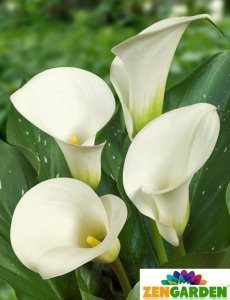 Crystal beauty gala çiçeği soğanı beyaz ithal calla lily