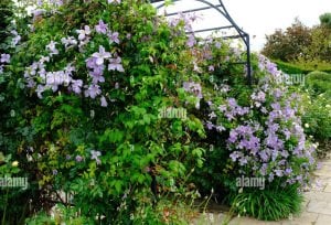 Emilia Plater clematis fidanı orman asması viticella