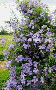 Emilia Plater clematis fidanı orman asması viticella