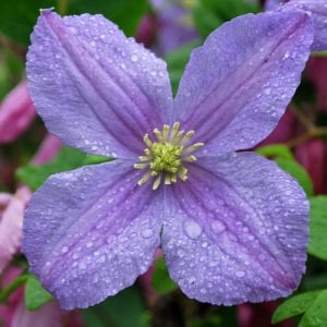 Emilia Plater clematis fidanı orman asması viticella