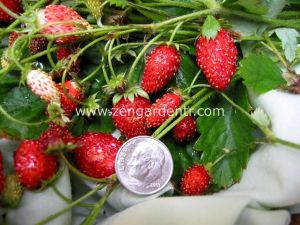 Kokulu çilek tohumu rugen doğal strawberry ruegen