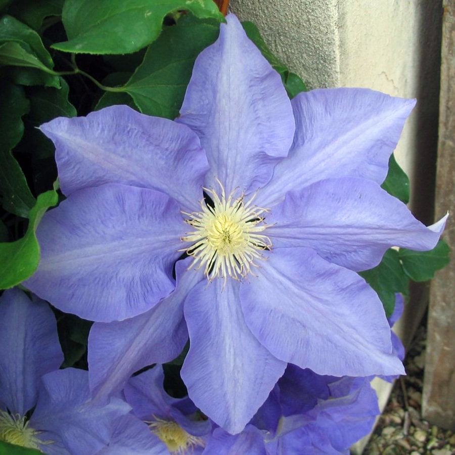 H.F. Young clematis fidanı orman asması erkenci