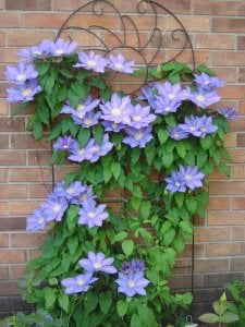 H.F. Young clematis fidanı orman asması erkenci