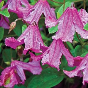 Heather Herschell clematis fidanı orman asması integrifolia