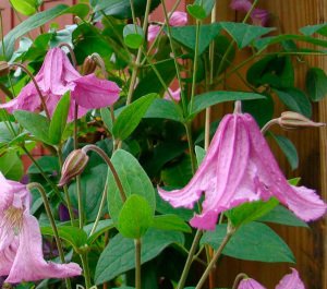 Heather Herschell clematis fidanı orman asması integrifolia