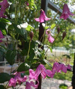 Heather Herschell clematis fidanı orman asması integrifolia