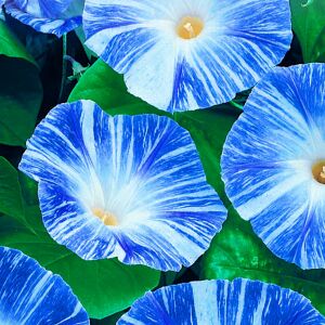 Mavi iri çiçekli sabah sefası tohumu flying saucers morning glory