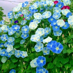 Mavi iri çiçekli sabah sefası tohumu flying saucers morning glory