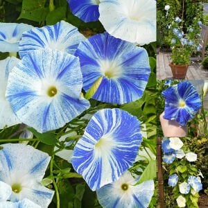 Mavi iri çiçekli sabah sefası tohumu flying saucers morning glory