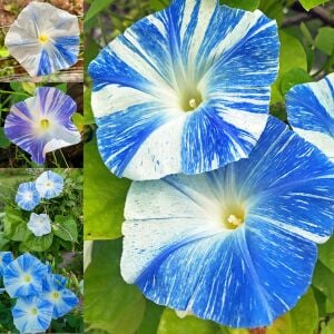 Mavi iri çiçekli sabah sefası tohumu flying saucers morning glory