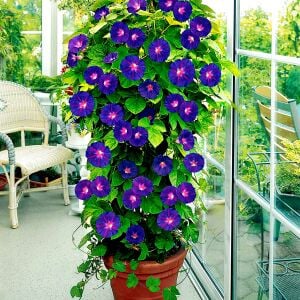 Grandpa ott sabah sefası tohumu ipomoea purpurea