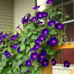 Grandpa ott sabah sefası tohumu ipomoea purpurea