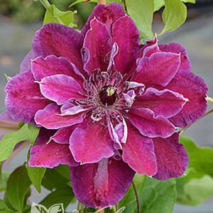 My beauty katlı çiçekli clematis fidanı orman asması erkenci