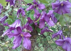 Pamiat Serdtsa clematis fidanı orman asması viticella