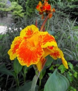 Florence Vaughan canna tesbih çiçeği saksıda